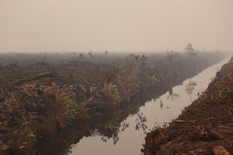 This photo is documentation of peat fires in Jambi in 2015. Canalization is one of the causes of dry peatlands so that they are easily burned. ©Irawan Ferry/Green Association