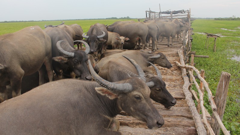 Kerbau kalang (kerbau rawa) © Budi Kurniawan
