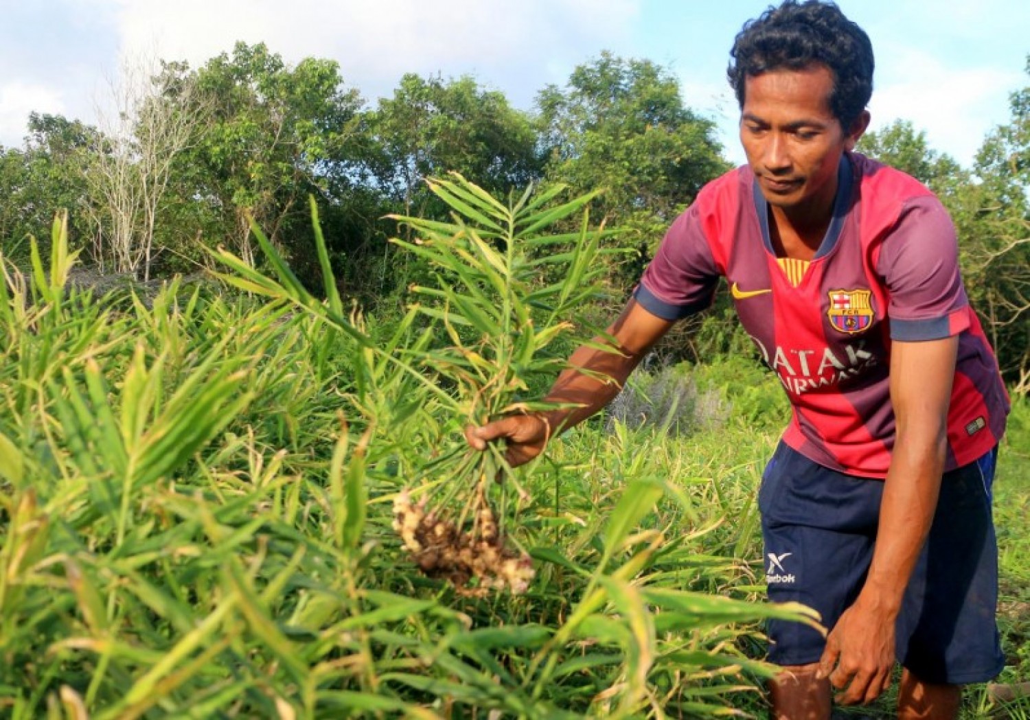 Subairi memanen jahe untuk dijadikan bibit pada penanaman berikutnya ©Aries Munandar untuk Pantau Gambut