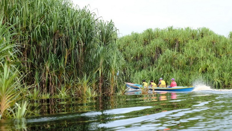 Pandanus plants in peatland. © Clorinda Wibowo/WRI Indonesia