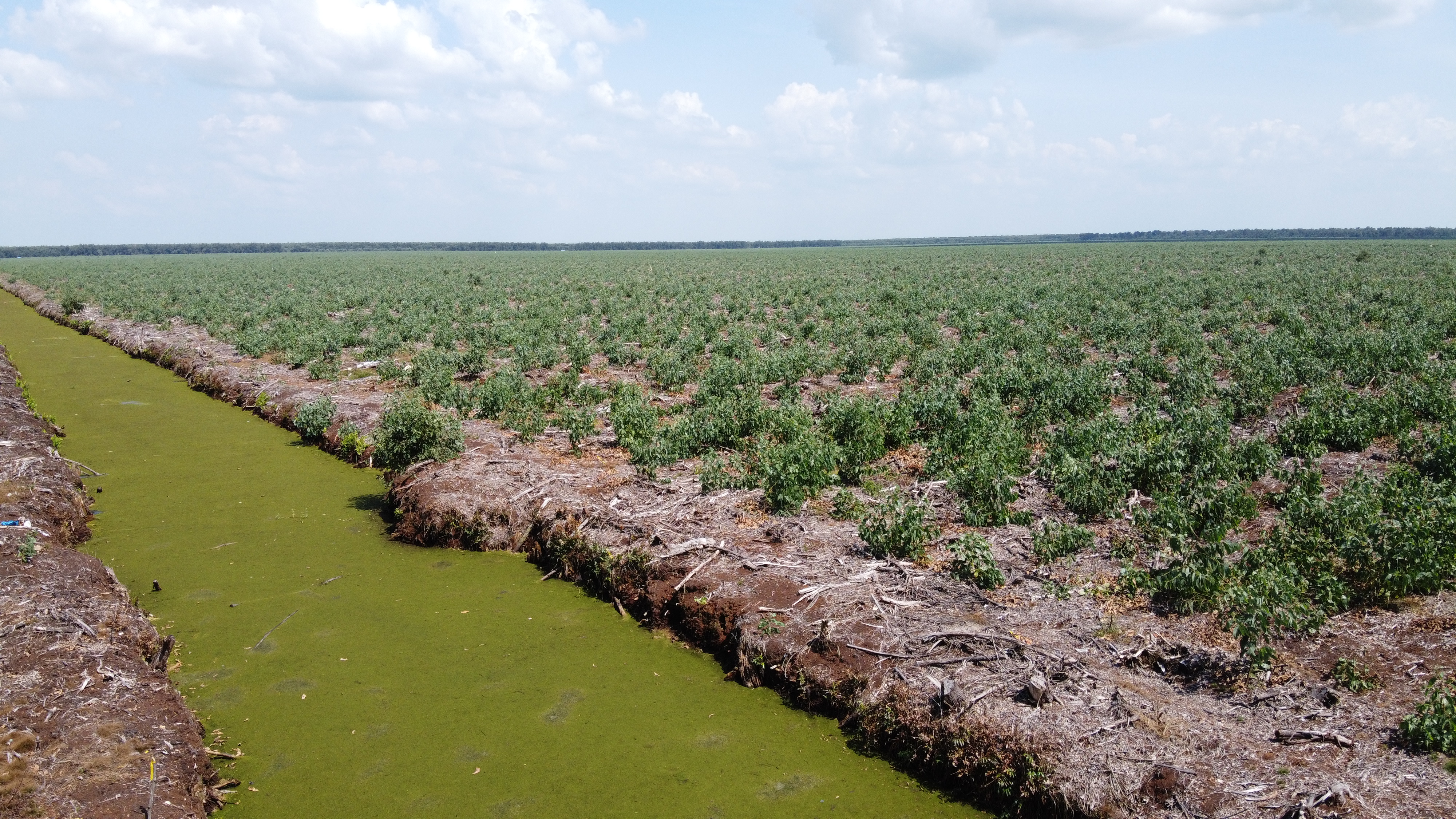 Penanaman akasia di areal bekas terbakar ©Pantau Gambut