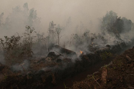 Gambut Terusik, Masyarakat Ikut Terisak. Foto: CIFOR