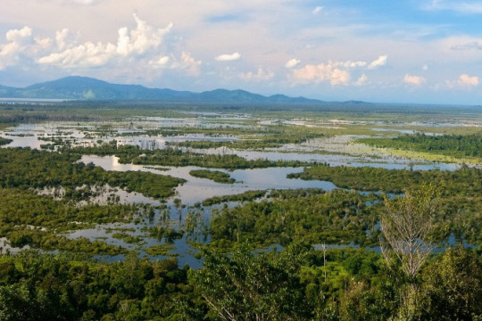 © Danar Tri Atmojo untuk Pantau Gambut