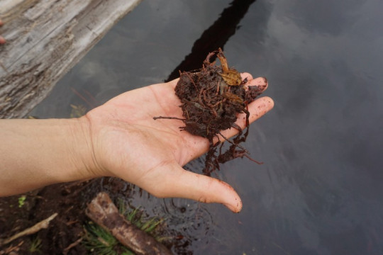 Bentuk dan struktur gambut. © Almo Pradana, WRI Indonesia