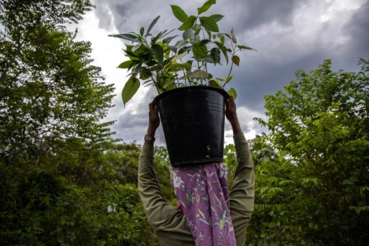 Intervensi bagi permasalahan pangan sebaiknya tidak dilakukan dengan cara-cara yang memiliki risiko lingkungan, ekonomi, dan kesehatan. Foto oleh Kemal Jufri untuk WRI Indonesia