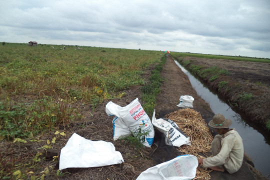 Haiz sedang memilah kacang tunggak. Dokumentasi: Donny Muslim/Pantau Gambut