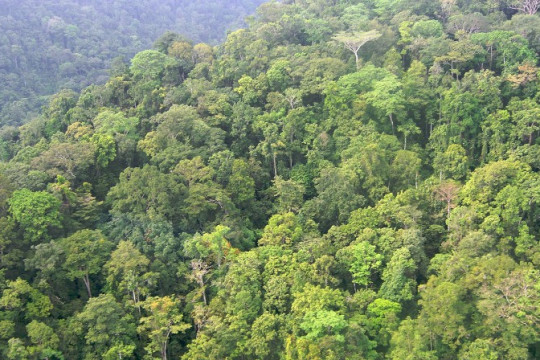Hutan hujan di Papua. © Nining Liswanti/CIFOR