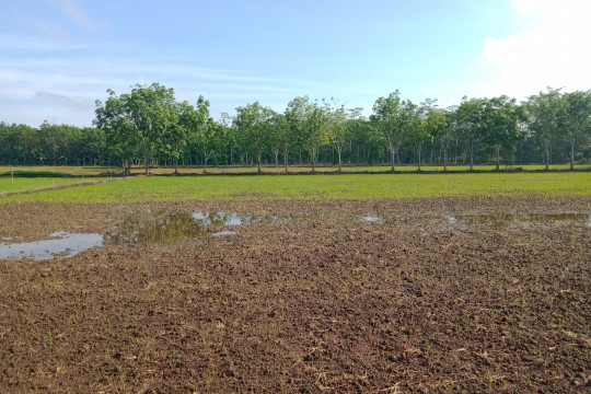 Persiapan lahan pertanian ©Walhi Kalteng