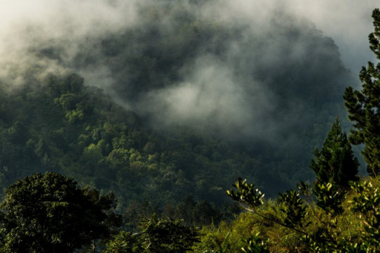 Taman Nasional Kerinci Seblat, Sumatra, Indonesia. © Luke Mackin/Flickr