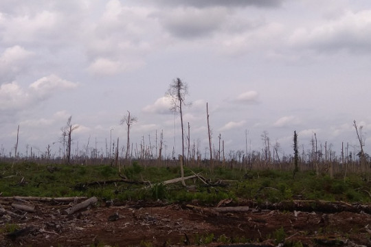 Area bekas terbakar tahun 2019 di PT Pesona Belantara Persada Area bekas terbakar tahun 2019 PT Pesona Belantara Persada ©Yitno Suprapto untuk Pantau Gambut