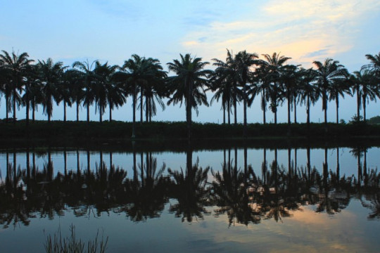 Pemandangan di sekitar lokasi penemuan Prasasti Talang Tuwo kini telah banyak berubah. Hijau dan rapatnya tanaman sudah berganti dengan pemukiman dan perkebunan industri. ©Parliza Hendrawan