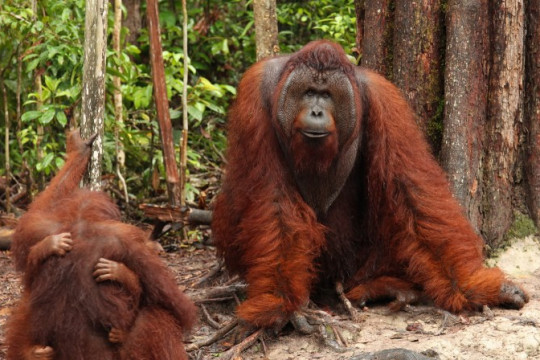 Orang utan sebagai salah satu jenis fauna terestrial di lahan gambut. © WRI