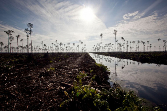 Pemandangan hutan yang hancur di konsesi PT Ruas Utama Jaya (RUJ) © Ulet Ifansasti / Greenpeace