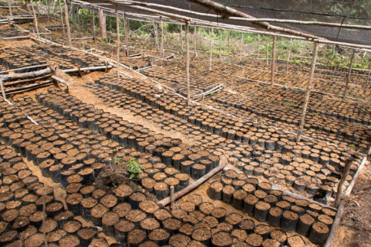 Padiatapa kedepankan jenis tanaman lokal untuk dibudidayakan di lahan gambut. © CIFOR