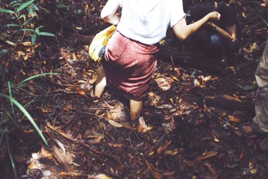 Sifat lahan gambut yang lembek membuat kita kesulitan berjalan di atasnya. © Danar Triatmojo