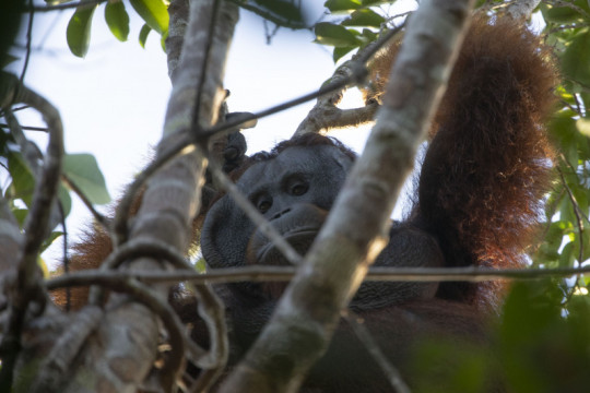 ©Ardiles Rante - HKV/Pantau Gambut