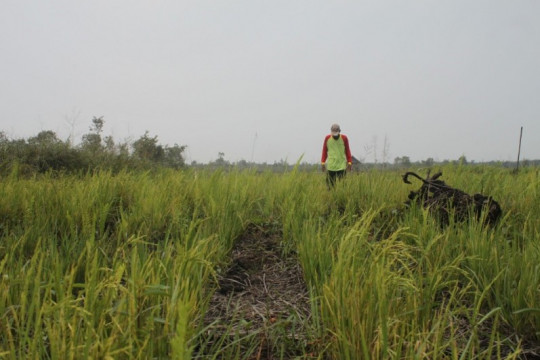 Sawah yang dikelola tanpa sistem bakar ©Parliza Hendrawan