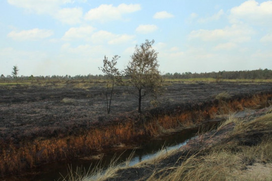 Lahan terbakar milik masyarakat di Desa Suak Batok ©Parliza Hendrawan