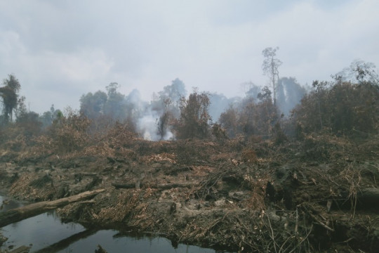 Kondisi lahan konsesi PT MAS di Desa Sipin Teluk Duren, Kumpeh, Kabupaten Muaro Jambi ©Anto
