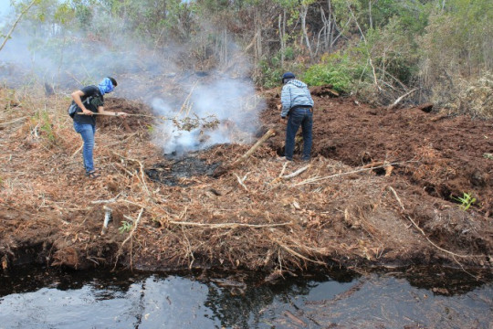 Penulis sedang berupaya memadamkan gambut yang terbakar api di Desa Teluk Makmur, Riau, di awal 2019. ©Pantau Gambut