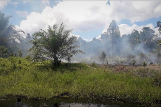 Asap pekat karhutla menyelimuti PT Austindo Nusantara Jaya di Sorong Selatan ©Perkumpulan Panah Papua