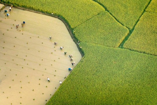 ilustrasi sawah ©Photostock