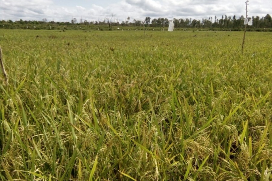 Pertanian tanpa bakar di lahan gambut dangkal. Lokasi di Desa Sebangau Jaya, Kecamatan Sebangau Kuala, Kabupaten Pulang Pisau, Provinsi Kalimantan Tengah. ©Eli Nur Nirmala Sari