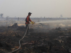 Satgas karhutla berupaya memadamkan api di lahan gambut konsesi PT ATGA yang terbakar pada 2019 ©KKI-Warsi