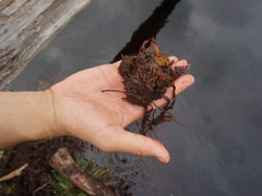 Bentuk dan struktur gambut. © Almo Pradana, WRI Indonesia