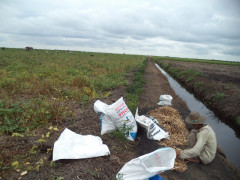 Haiz sedang memilah kacang tunggak. Dokumentasi: Donny Muslim/Pantau Gambut