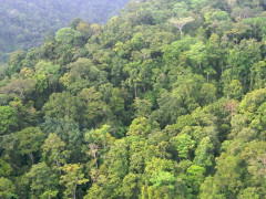 Hutan hujan di Papua. © Nining Liswanti/CIFOR