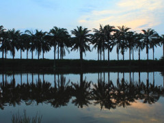 Pemandangan di sekitar lokasi penemuan Prasasti Talang Tuwo kini telah banyak berubah. Hijau dan rapatnya tanaman sudah berganti dengan pemukiman dan perkebunan industri. ©Parliza Hendrawan