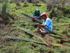 Usai memanen purun, Siti Juleha (45) dan Rasiah (55) beristirahat sembari membersihkan purun yang mereka panen di ladang wilayah Bararawa. © Raras Cahyafitri