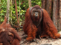 Orang utan sebagai salah satu jenis fauna terestrial di lahan gambut. © WRI