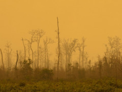Saatnya kembalikan fungsi hidrologis gambut. © Aulia Erlangga/CIFOR