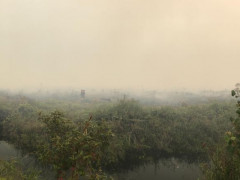 Kebakaran gambut tahun 2019 menyebabkan kabut asap ©Feri Irawan
