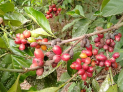 Kopi yang ditanam di lahan gambut ©Malinda