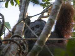 ©Ardiles Rante - HKV/Pantau Gambut