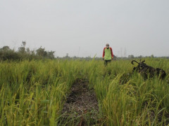 Sawah yang dikelola tanpa sistem bakar ©Parliza Hendrawan
