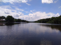 Pohon Nipah tumbuh subur di sepanjang Sungai Mendahara, di Desa Sungai Beras, Kecamatan Mendahara Ulu, Kabupaten Tanjung Jabung Timur ©Yitno Suprapto untuk Pantau Gambut