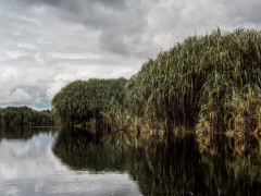 © Danar Tri Atmojo untuk Pantau Gambut