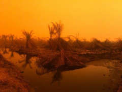 Langit oranye di wilayah PT Bara Eka Prima pada 22 September 2019,  Desa Puding, Kec. Kumpeh Ilir, Kab. Muaro Jambi, Prov Jambi. © Feri Irawan/Perkumpulan Hijau