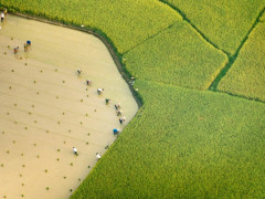ilustrasi sawah ©Photostock