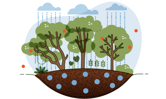 Peran penting lahan gambut