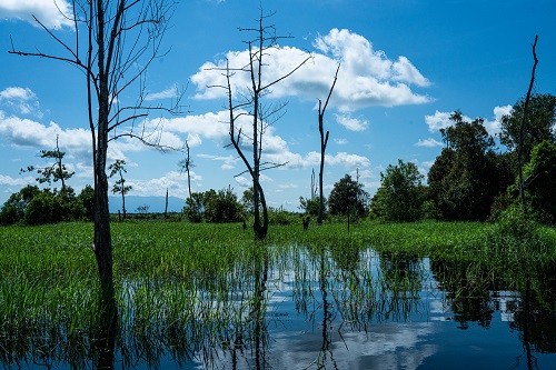 Gambut yang rusak mengakibatkan banjir di musim hujan ©Raras Cahyafitri